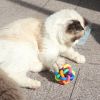 1pc Pet Chew Toys; Colorful Rubber Balls With Bell Bite Resistant Interactive Toy For Dogs & Cats